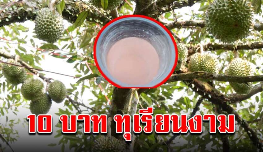 รดแค่อาทิตย์ละครั้ง สูตรบำรุงทุเรียนให้ต้นไม่เฉา ด้วยงบ 10 บาท