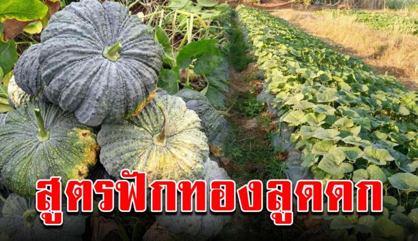 ปลูกฟักทองไว้กินเอง ให้ติดผลดี ได้ผลไม่ร่วงง่าย