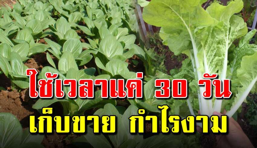 ปลูกผักกาดฮ่องเต้แบบละเอียด ปลูกง่ายแค่ 30 วันเก็บเกี่ยวได้