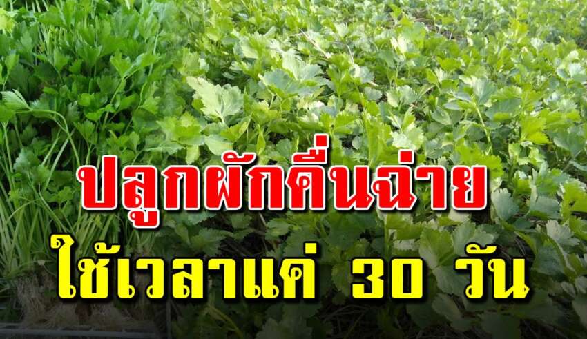 ปลูกผักคื่นฉ่ายให้ต้นแข็งแรง ใบสวย 30 วันเก็บได้