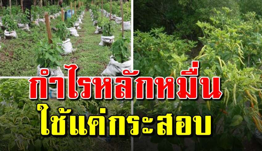 ปลูกพริกในกระสอบ ให้ได้ผลผลิตดี สร้างเป็นอาชีพหลักรายได้