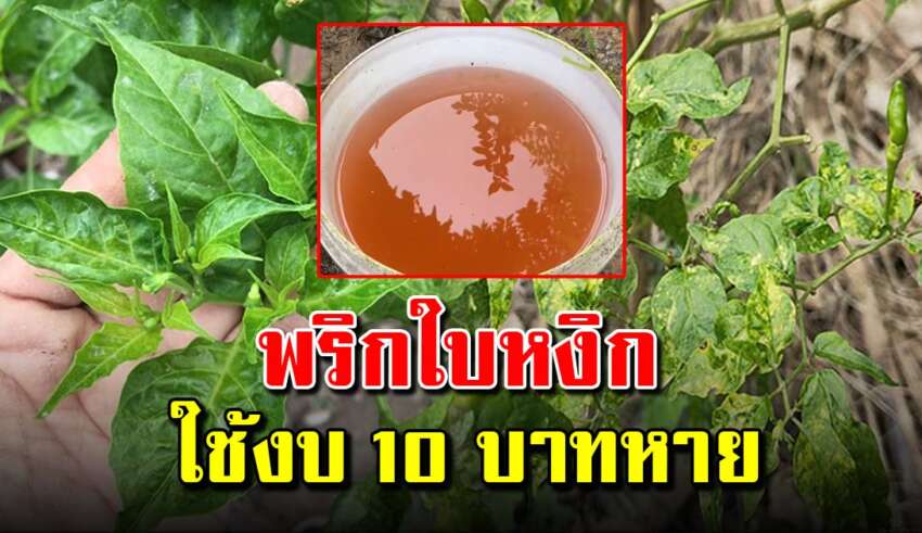 ปลูกพริกแล้วใบหงิก แก้ง่ายๆด้วยงบ 10 บาท ทำให้ออกผลดกทุกต้น