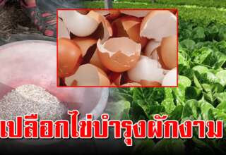 สอนทำ ปุ๋ ย จากเปลือกไข่ ช่วยเพิ่มธาตุแคลเซียม บำรุงรากเร่งด อ กให้กับพืช