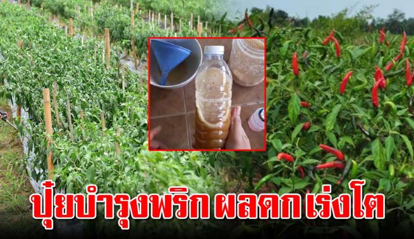 บำรุงพริกให้ผลดก เร่งโต ใช้ได้กับพืชหลายชนิด