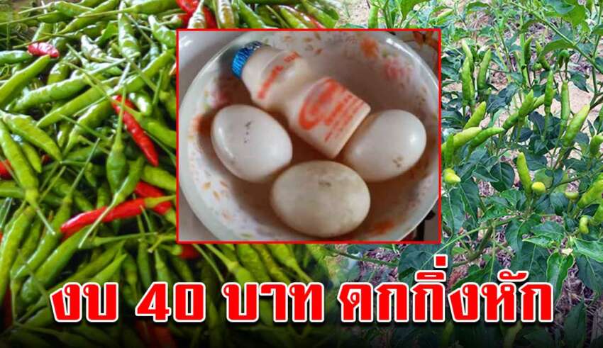 บำรุงต้นพริกให้ติดผลดก กิ่งเหนียว เก็บไว้กินตลอดปีใบเขียวต้นแข็งแรง