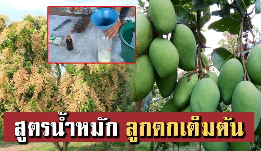 สอนทำอาหารเสริมต้นมะม่วง สูตรดกเต็มต้น