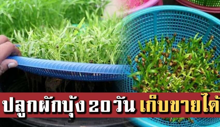 ปลูกผักบุ้งลอยน้ำ 20 วันเก็บขายได้ ใบเขียวสวยงาม