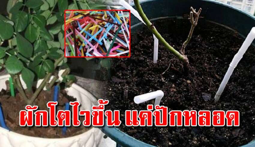 ปักหลอดลงกระถางแบบนี้ ช่วยให้ต้นไม้โตเร็วได้