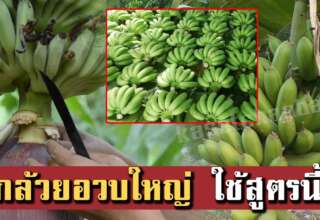 หลายคนไม่เคยรู้ วิธีตัดปลีกล้วยทำให้ถูก มีผลผลิตเพิ่ม ช่วยให้ผลอวบใหญ่