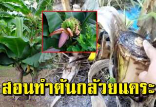 เทคนิคทำให้ต้นกล้วยธรรมดาให้กลายเป็นต้นกล้วยแ ค ร ะ ปลูกลงกระถางได้