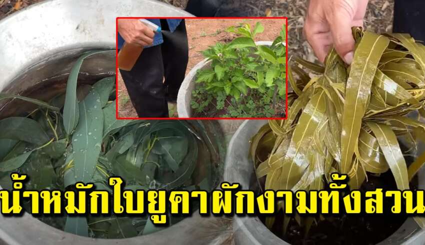 สูตรน้ำต้มใบยูคาลิปตัส สำหรับไ ล่ แ ม ล ง พืชผักเขียวงามทั้งสวน