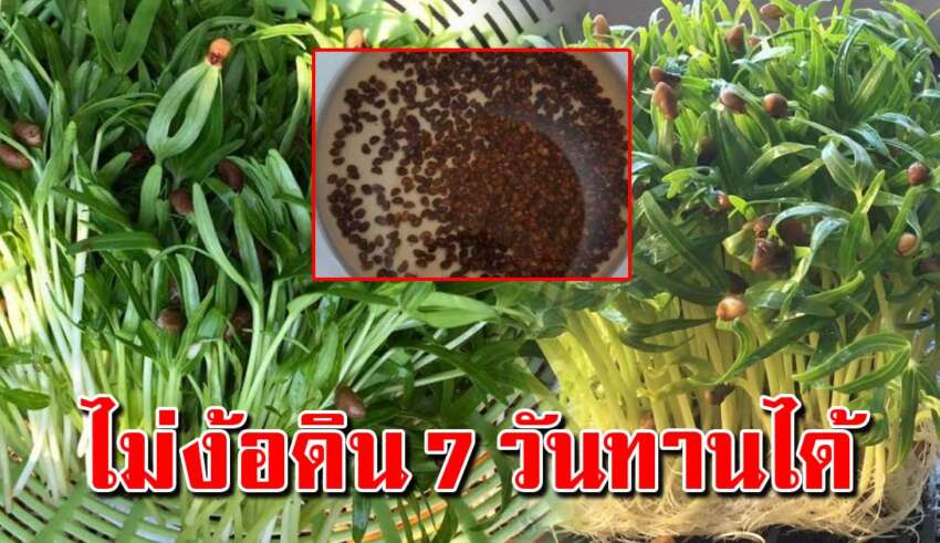 ปลูกผักบุ้ง โดยไม่ต้องใช้ดิน แค่โรยเมล็ดไว้เลย 7วันพร้อมทาน